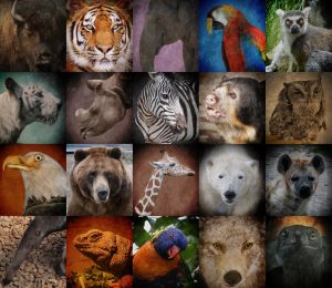 10-endangered-species-around-the-world
