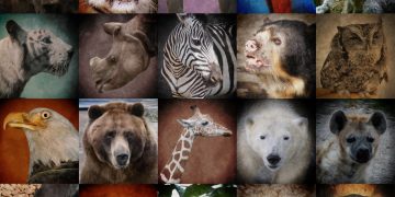 10-endangered-species-around-the-world