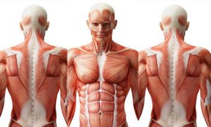 10-surprising-facts-that-we-bet-you-didn't-know-about-human-body