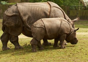 Javan-Rhinoceros