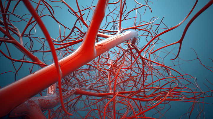 blood-vessels