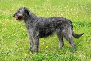 irish-wolfhound