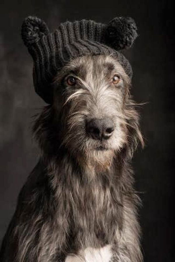 irish-wolfhound