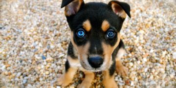 Breeds Of Dogs You Would Love To Pet