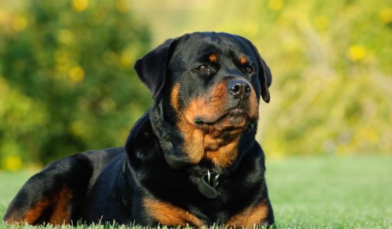 How To Train A Rottweiler To Be Friendly?